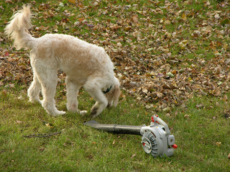Checking out the noisy thing
