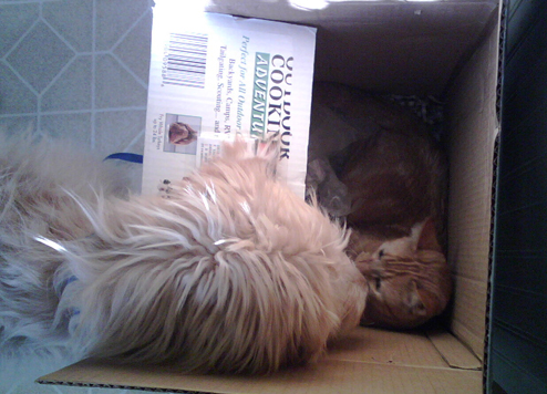 fun in a box