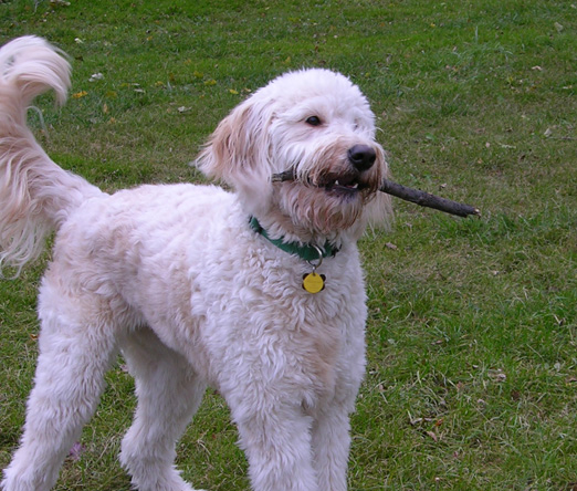 Yes! A Stick!